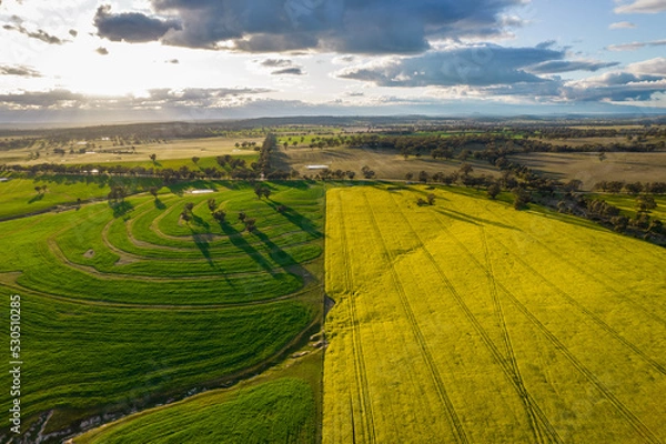 Obraz Looking at the divide of yellow and green fields with the wheat and canola growing.