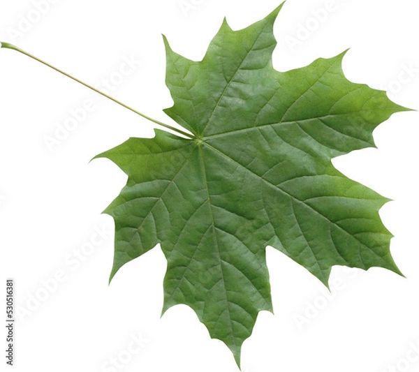 Obraz Isolated green maple leaf