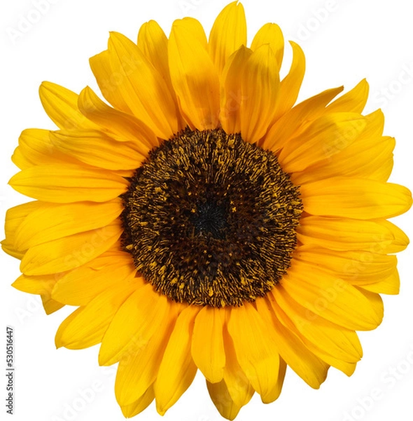 Obraz Słonecznik izolowany