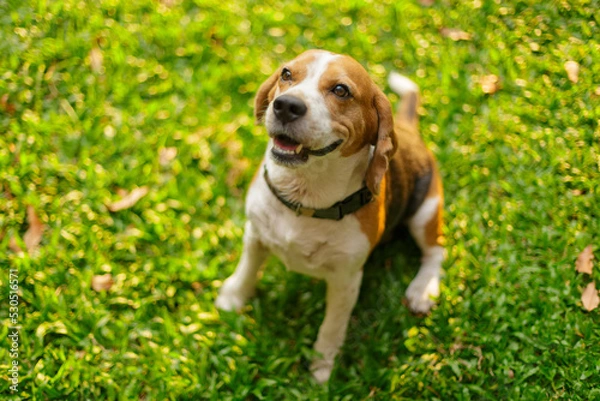 Obraz Close-up photo of beagle dog sitting on grass with blurred background
