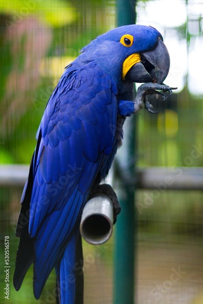 Obraz Close-up photo of parrot with blurred background