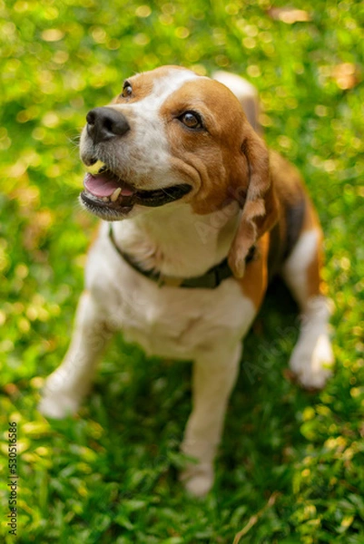 Obraz Close-up photo of beagle dog sitting on grass with blurred background