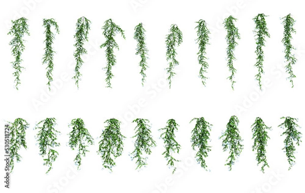 Fototapeta 3d rendering of star jasmine hanging isolated