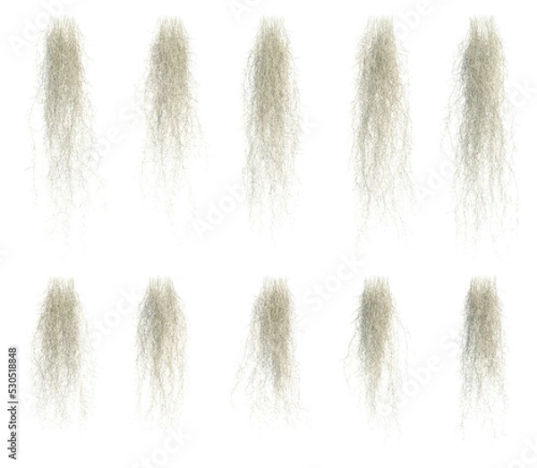 Fototapeta 3d rendering of spanish moss isolated