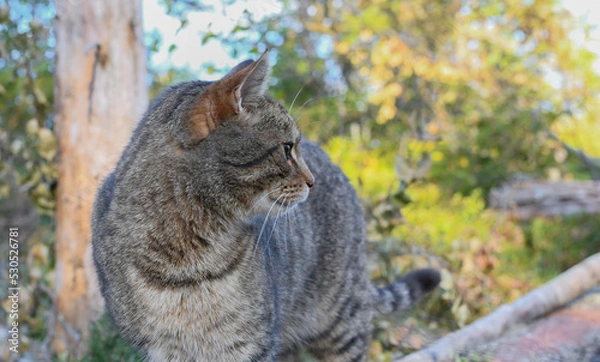 Obraz Cat in the countryside 
