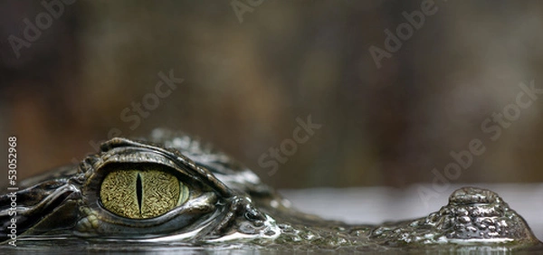Obraz Kajman okularowy -
