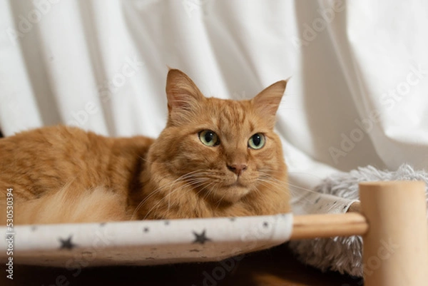 Fototapeta 見つめる猫　茶トラ猫