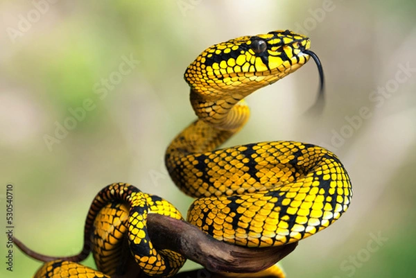 Obraz Yellow viper snake in close up