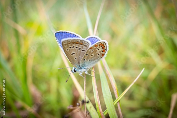 Obraz Bläuling