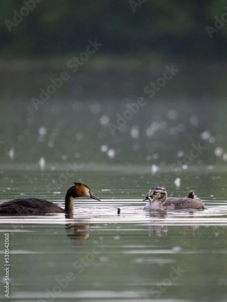 Obraz Haubentaucher mit Nachwuchs