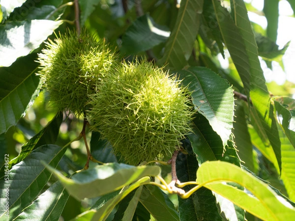 Obraz 木なりの栗の実