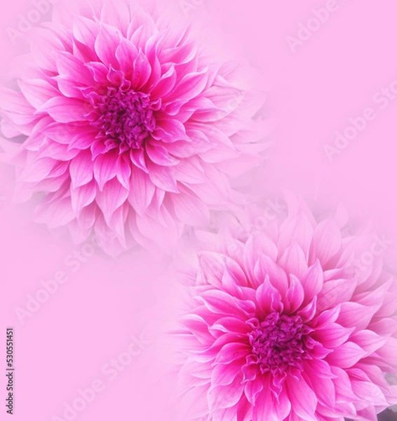 Fototapeta Mixed floral design with plain ground 