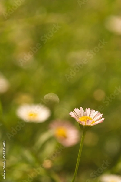 Fototapeta Small sweet violet flowers in natural daylight with blur background and copy space from Thailand.
