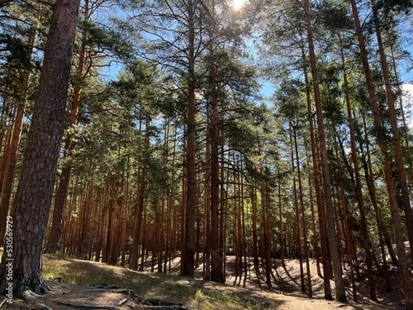 Obraz the sun in the pine forest
