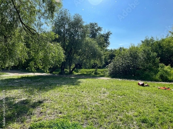 Obraz summer sunny day, green trees, poplar fluff