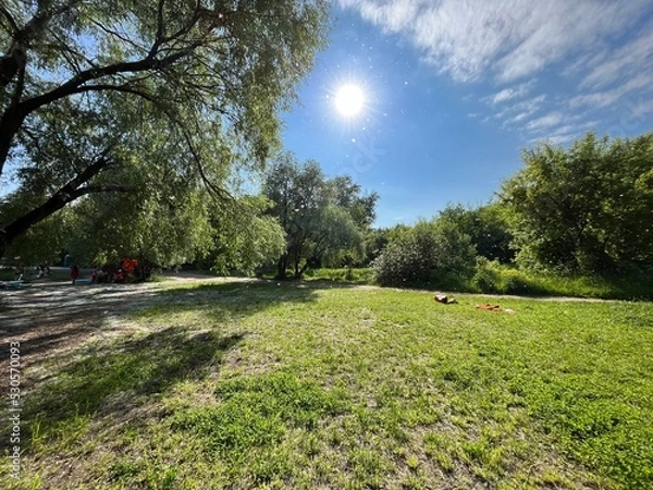 Obraz summer sunny day, trees and poplar fluff