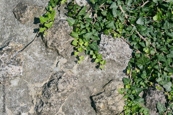 Fototapeta Texture of old stone wall with ivy as background, closeup