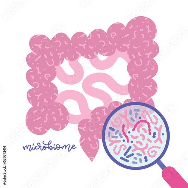Fototapeta Gut microbiota viewed under a magnifying glass. Human gut and microbiome concept. Glat vector illustration for topics like digestive system, probiotics, imminity, health checkup.