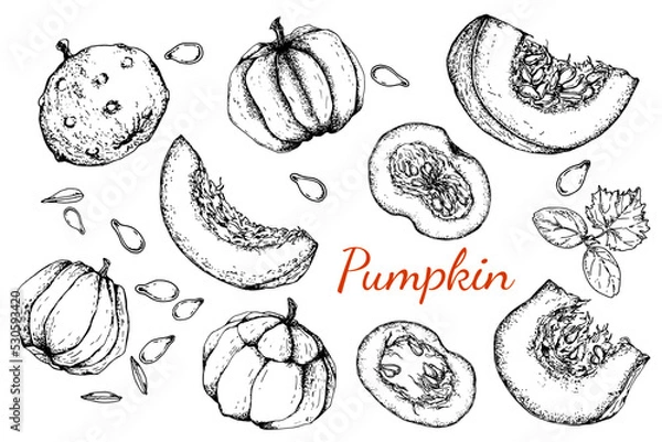 Fototapeta Pumpkin set. Whole and pieces of pumpkin, seeds and plant sprout. Black and white stock illustration. Sketch. Hand drawn. Isolated. Engraving.Great for vegetarian food labeling, packaging and design