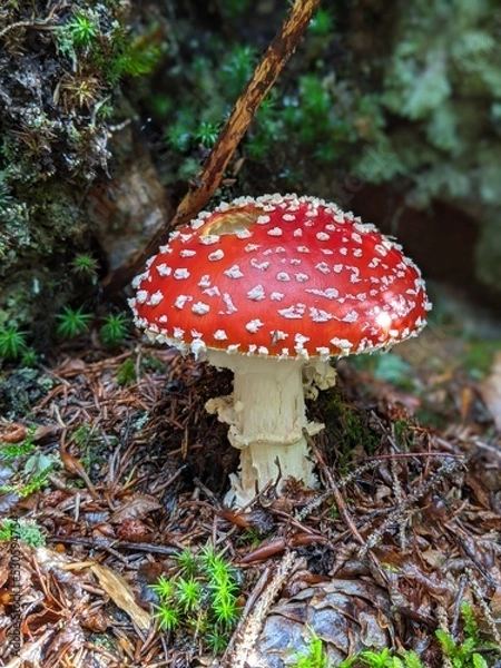 Fototapeta Fly agaric stands alone in the forest