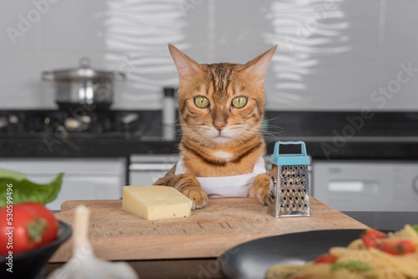 Fototapeta A cat in a white apron sits at the kitchen table next to cheese and a grater.