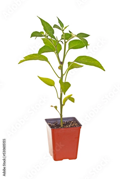 Fototapeta Single seedling of a Jalapeno pepper (Capsicum annuum) in a red plastic pot ready for transplanting into a home garden isolated