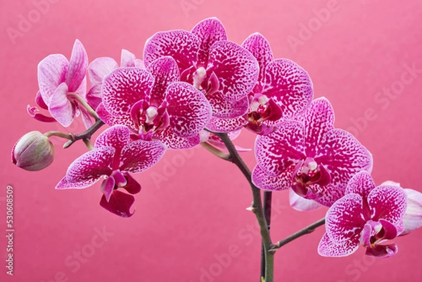 Fototapeta A branch of white-pink orchids on a pink background close-up.