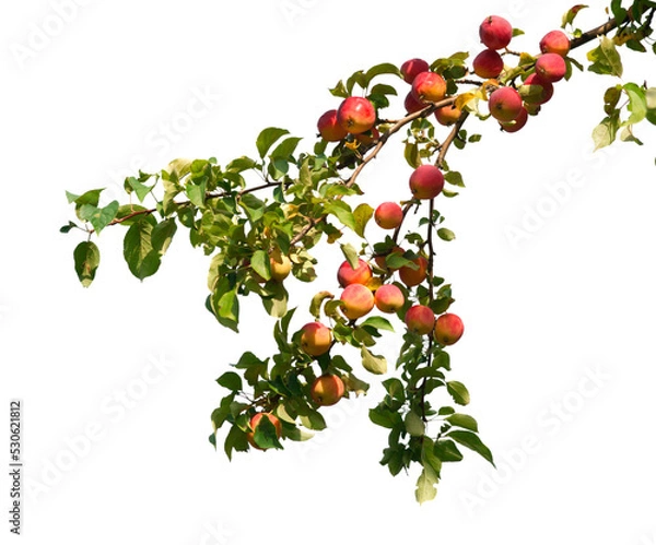 Fototapeta branch with apples