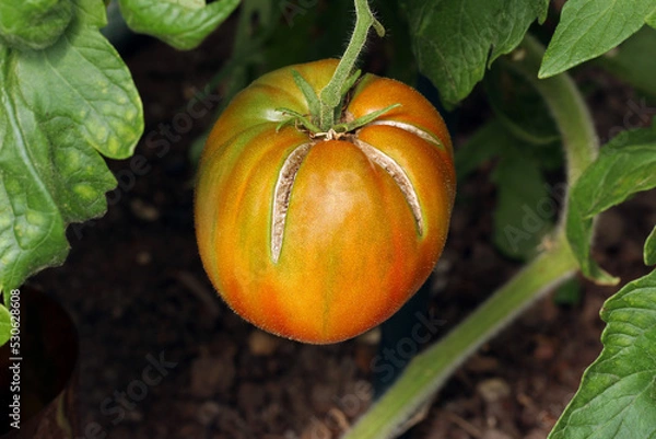 Obraz Tomato cracking caused by irregular watering. Large red ripe tomato with cracked skin. Close-up image of a cracked tomato fruit. growing on a plant.