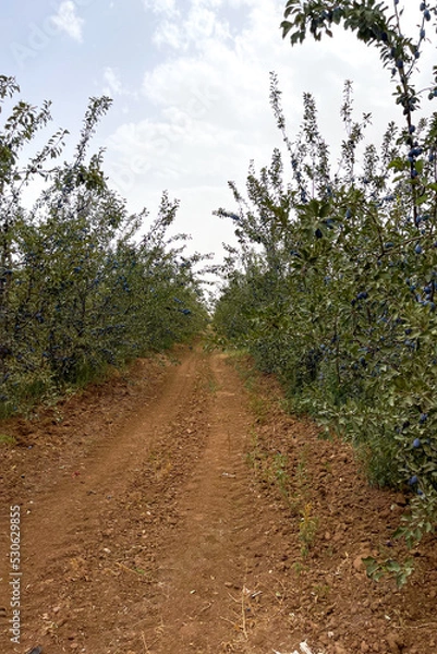 Fototapeta Pov view of the land in the countryside