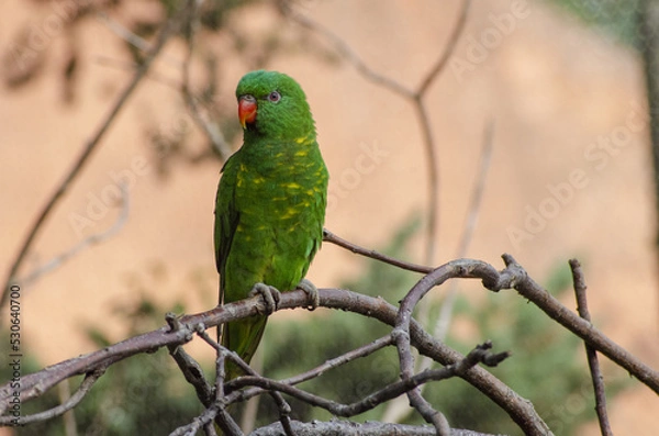 Fototapeta green parrot sitting on a branch in Prague ZOO