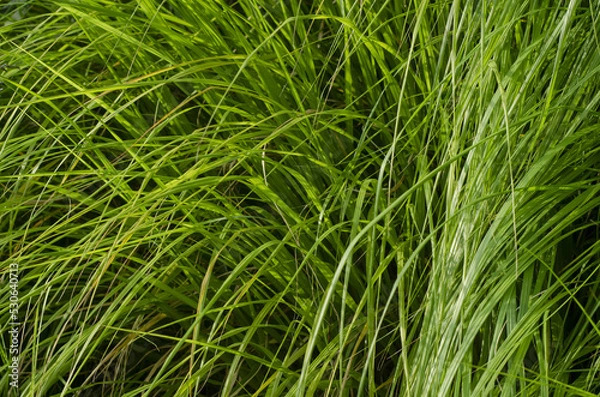 Obraz green grass background