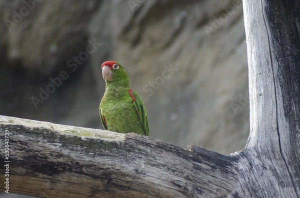 Fototapeta green parrot with red head sitting on a branch in Prague ZOO