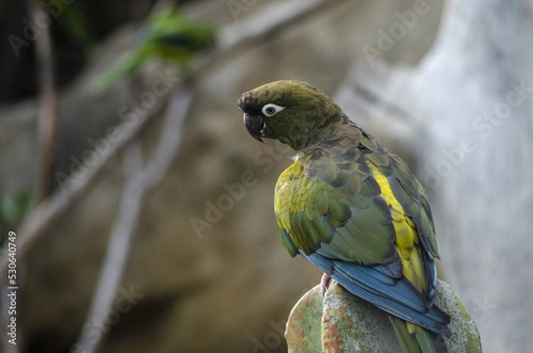 Obraz colored yellow, blue, green, brown parrot in Prague ZOO