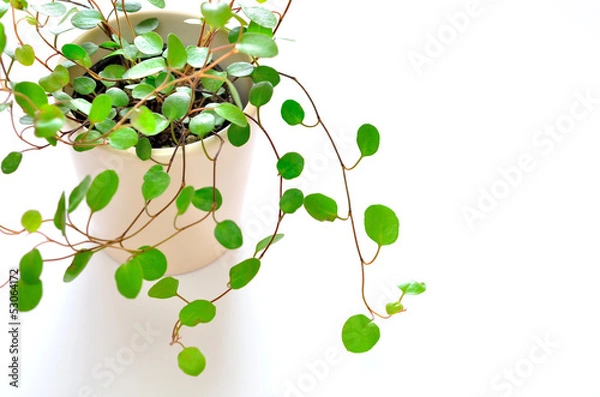 Obraz ワイヤープランツ