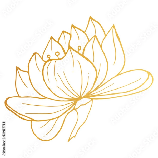 Obraz Golden Lotus iisolated on white background. Hand drawn vector illustration for wedding invitations, greeting cards and witchcraft.
