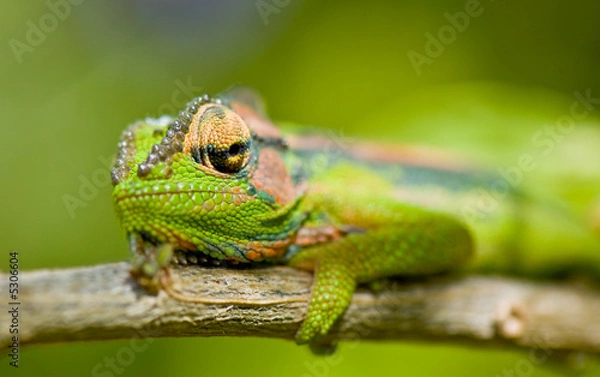 Obraz Chameleon stare