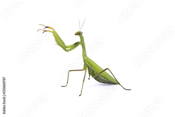 Obraz Mante religieuse verte