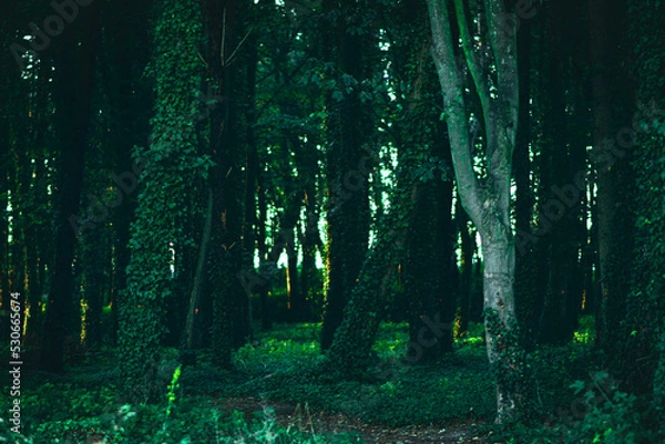 Obraz sun rays in forest