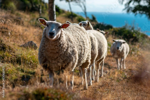 Fototapeta Sheep grazing on the hilly sides on Kullaberg nature reserve (Kullabergs naturreservat), Skåne, Sweden. Sheep in summer grass, water behind. Curious animals walking towards the camera