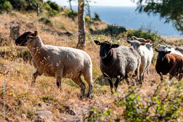 Fototapeta Sheep grazing on the green sides of Kullaberg naturreservat, a nature reserve in Skåne, Sweden. Sheep close to the ocean, water in background over dry summer grass on the sloping swedish hills