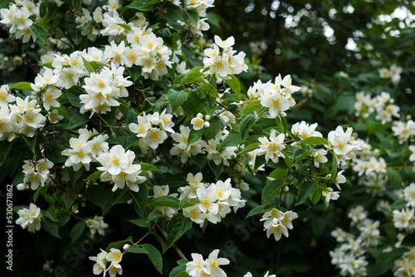 Obraz Jasmin - Close up