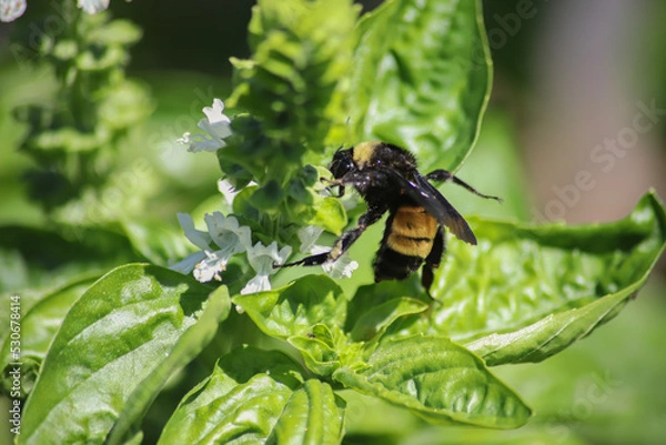 Obraz Bumblebee in the Basil1