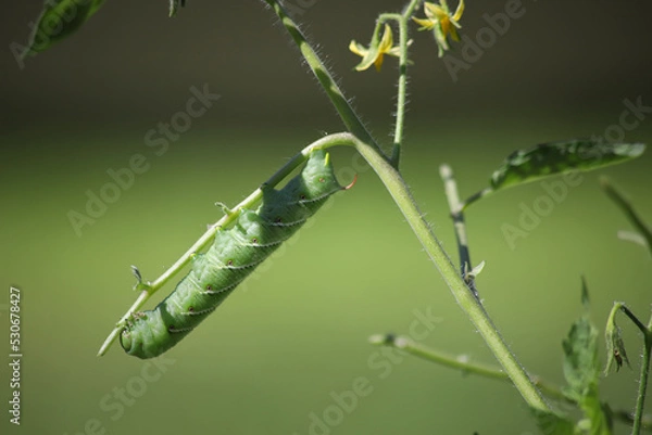 Obraz tomato caterpillar
