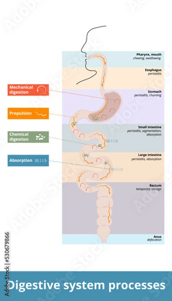 Fototapeta Digestive system processes.  General distribution of digestion activities: ingestion, propulsion, mechanical or physical digestion, chemical digestion, absorption, and defecation.