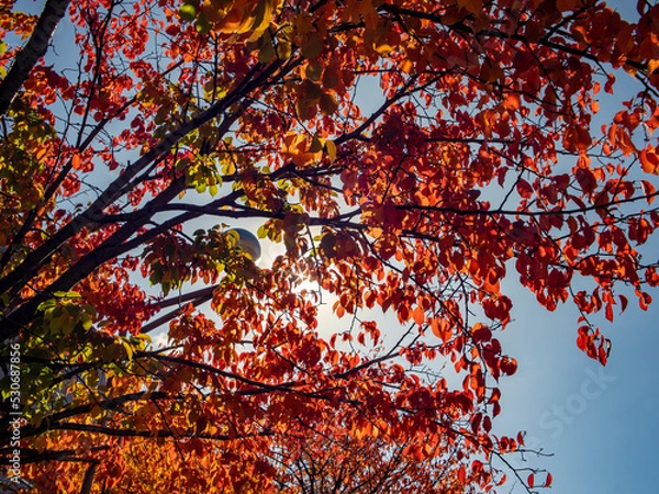 Obraz 秋の中島公園（北海道札幌市）