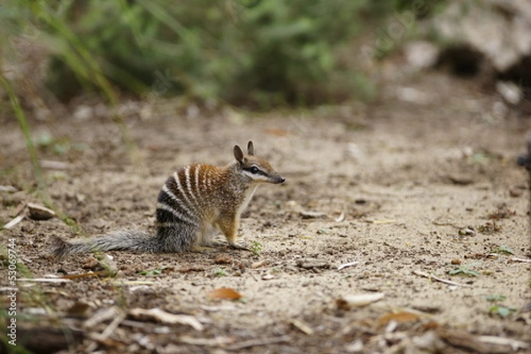 Obraz Numbat