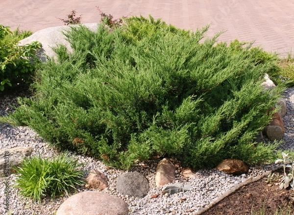 Obraz Декоративная клумба