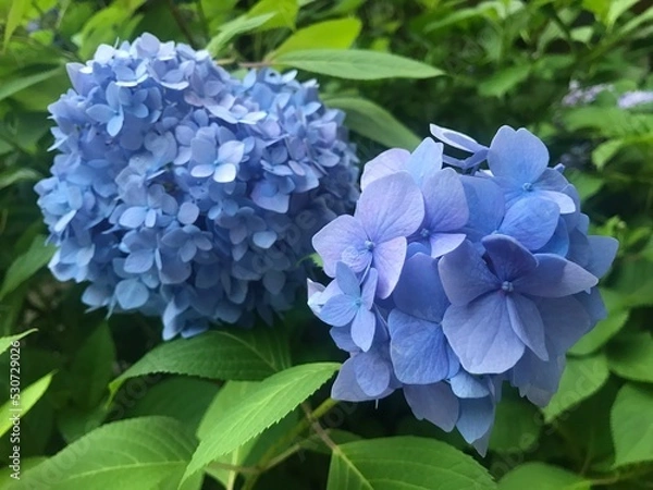 Fototapeta blue hydrangea flowers