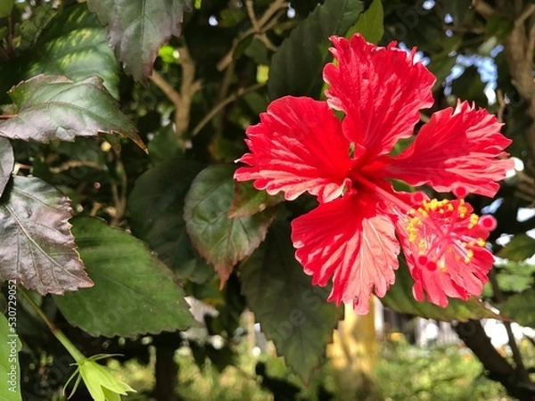 Obraz red leaves